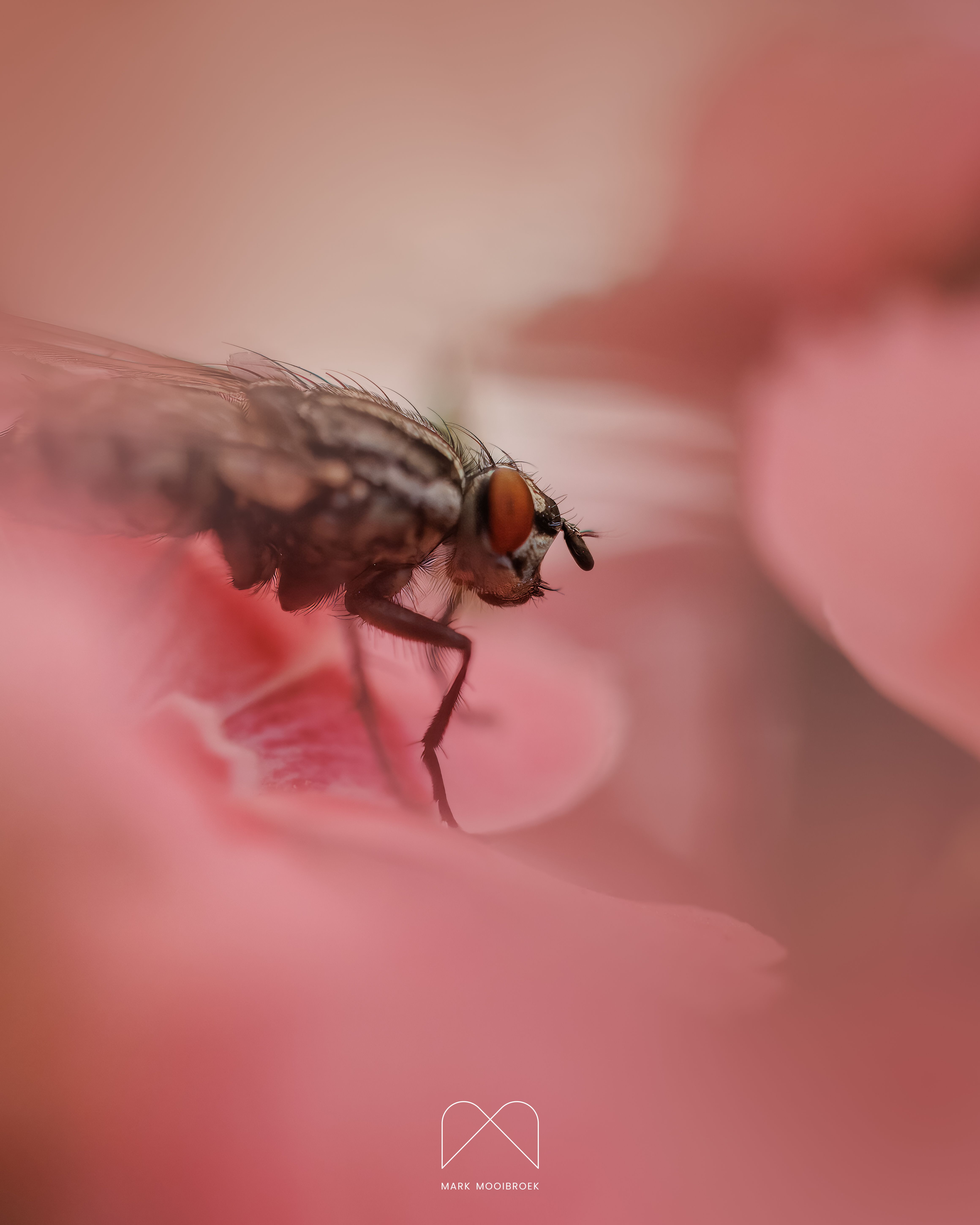 My Love for Macro Photography