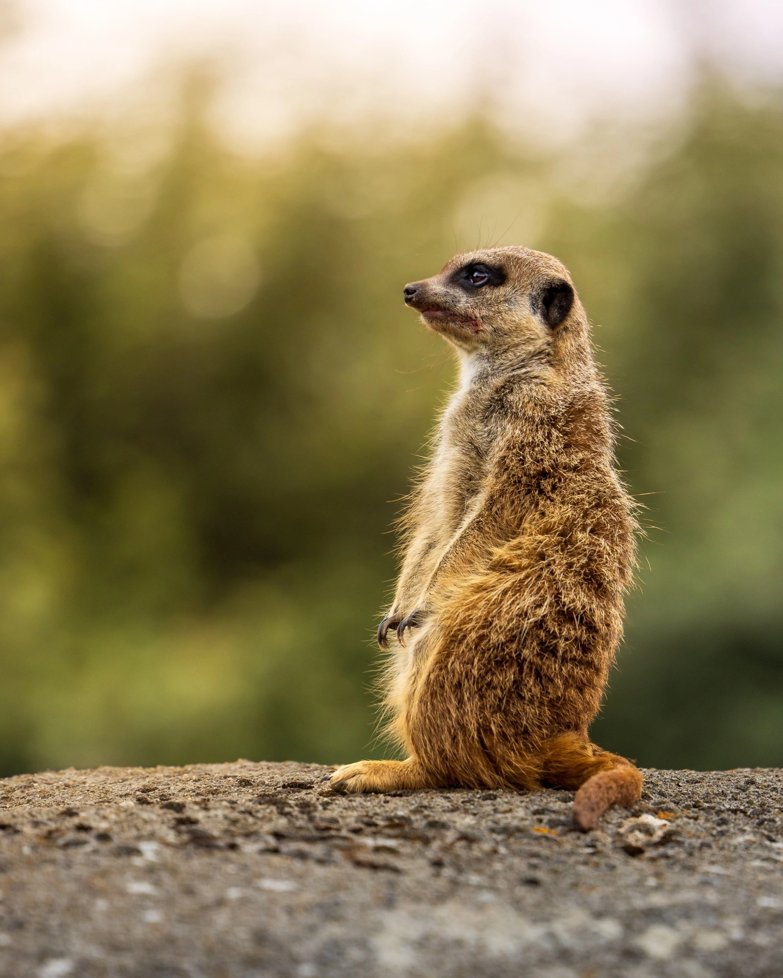 Dieren