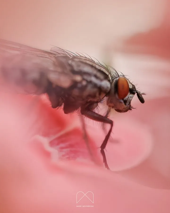 Fly