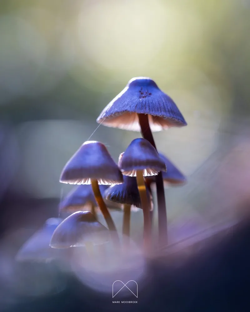 Mycena galericulata