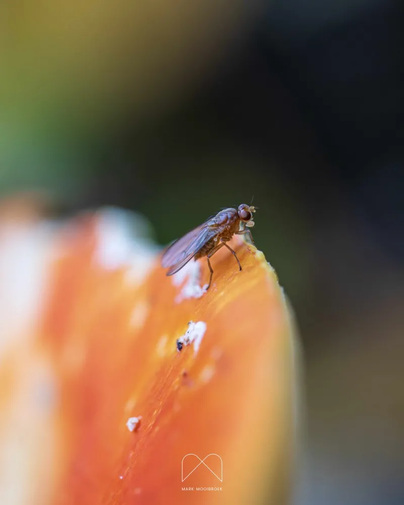 Fruit Fly