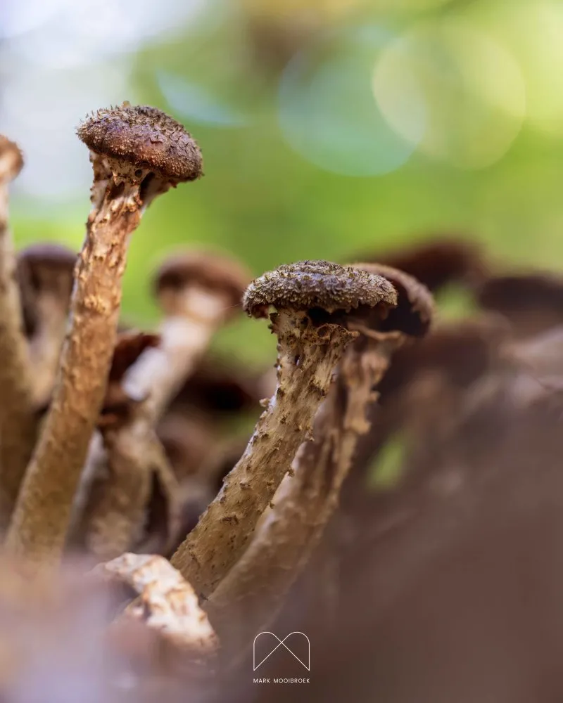 Honey Mushrooms