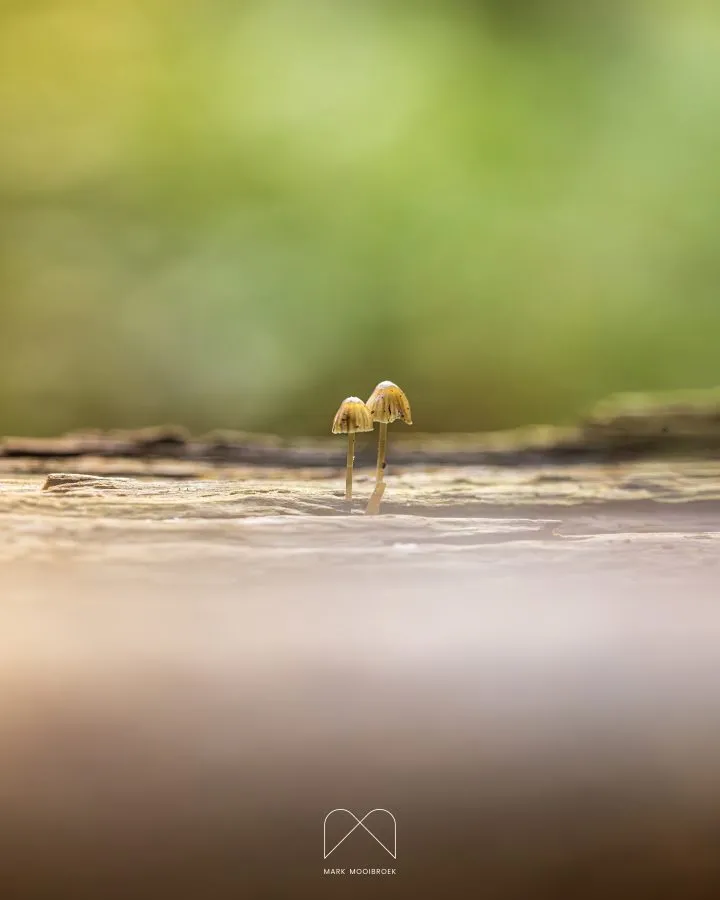 Two Tiny Mycenas on a Tree Trunk