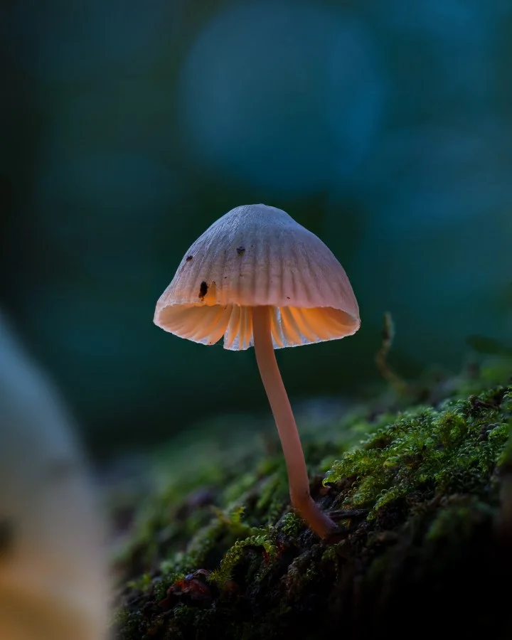 Mycena