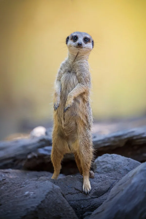 Always on Guard - Some animals naturally capture your attention without doing anything extraordinary. The meerkat is a perfect example. Always alert, curious and consta... - Animals - Ouwehands Dierenpark - Rhenen (Utrec...