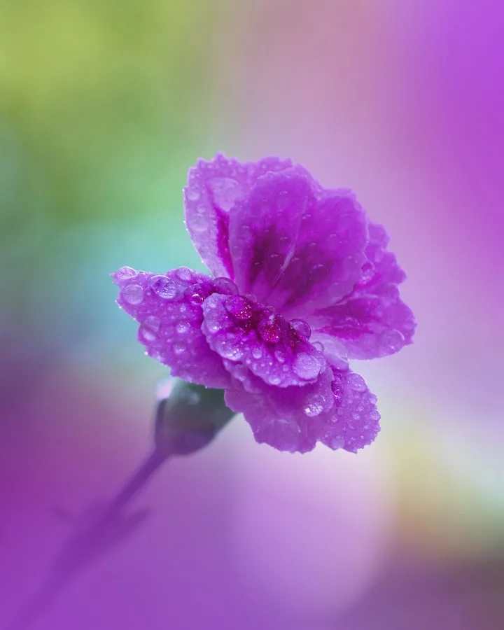 Nelke - Ein Hauch von Magie am frühen Morgen ✨💜 Diese Blume war voller Tautropfen – kleine Perlen der Natur 💧🌸 Ein sanfter Start in den Tag! 🔹 Wissenswert: Di... - Nature, Macro - Emmen, Emmermeer