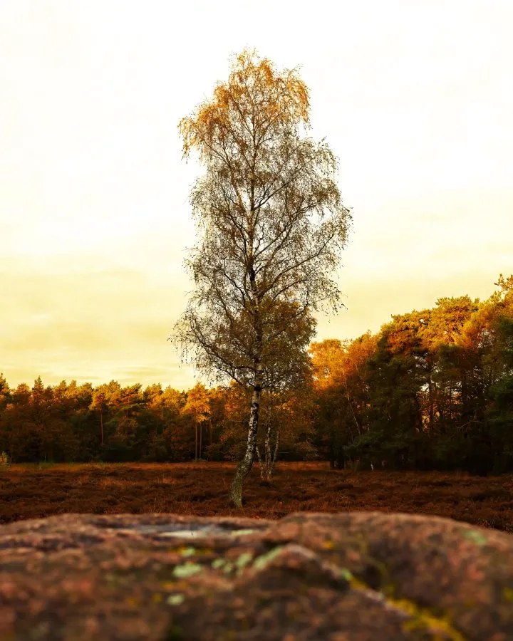 Birke in Heidelandschaft - Weiße Wächterin im Abendlicht 🌅 Die Birke steht stolz zwischen der Heide, ihre Rinde glänzt im warmen Licht der untergehenden Sonne. Sie gehört zu den... - Landscape - Emmen, Valtherbos Emmen