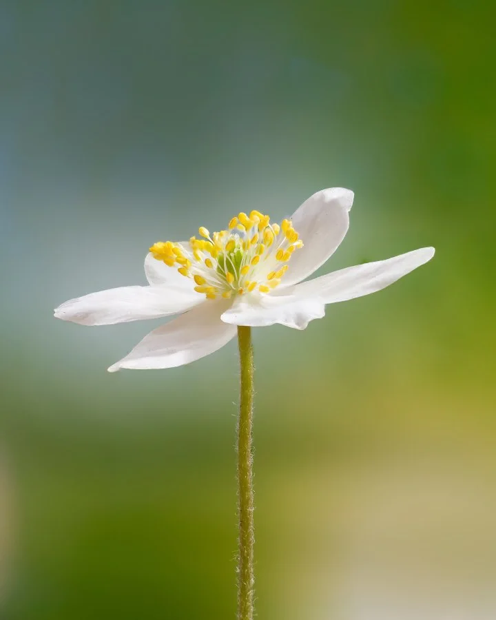 Bosanemoon - Zo simpel, zo mooi 🤍🌿 De bosanemoon is een van de eerste bloeiers in het voorjaar. En als het zonnetje even schijnt, spreidt hij z’n bloemblaadjes als... - Nature, Macro - Emmen, Emmermeer