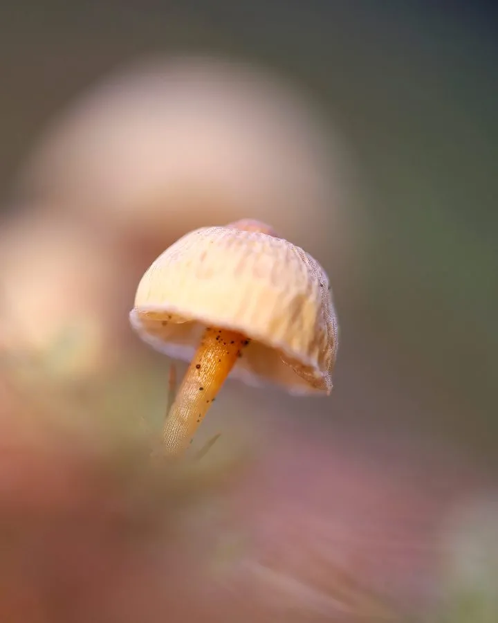 Crinipellis - Zartes Leben im Kleinen 🌿 Die Crinipellis wächst mit ihren feinen Stielen und sanft behaarten Hütchen auf altem Holz oder Laub. Im Morgenlicht scheint... - Macro - Noordbargerbos, Emmen