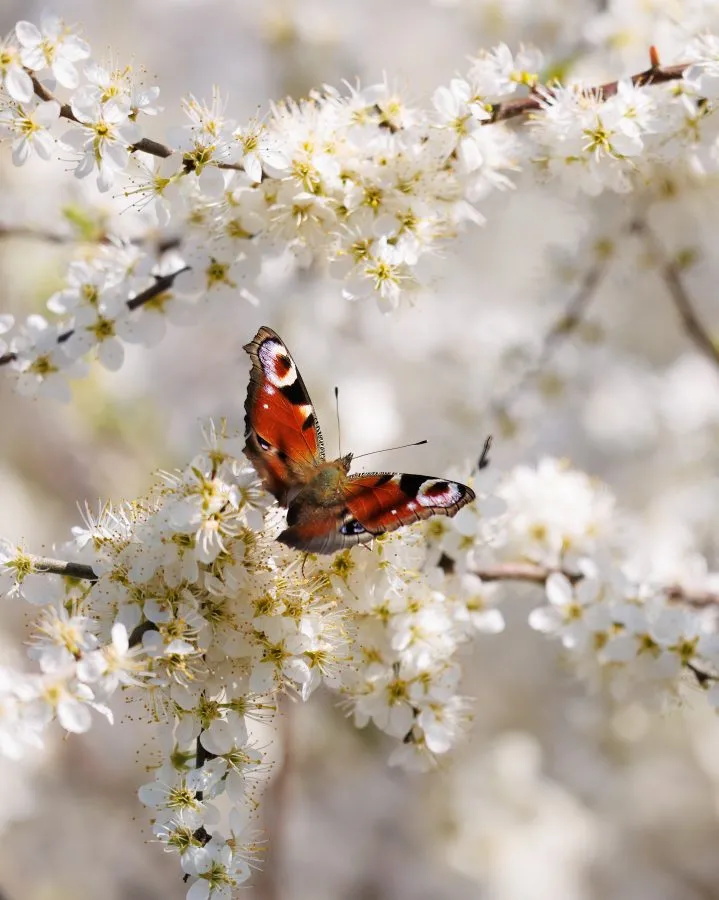 Tagpfauenauge - Dieser Schmetterling sieht aus wie ein kleines Juwel zwischen all den weißen Blüten ✨. Ich liebe, wie seine leuchtenden Farben sich vom sanften Hinter... - Nature, Animals, Macro - Orvelte