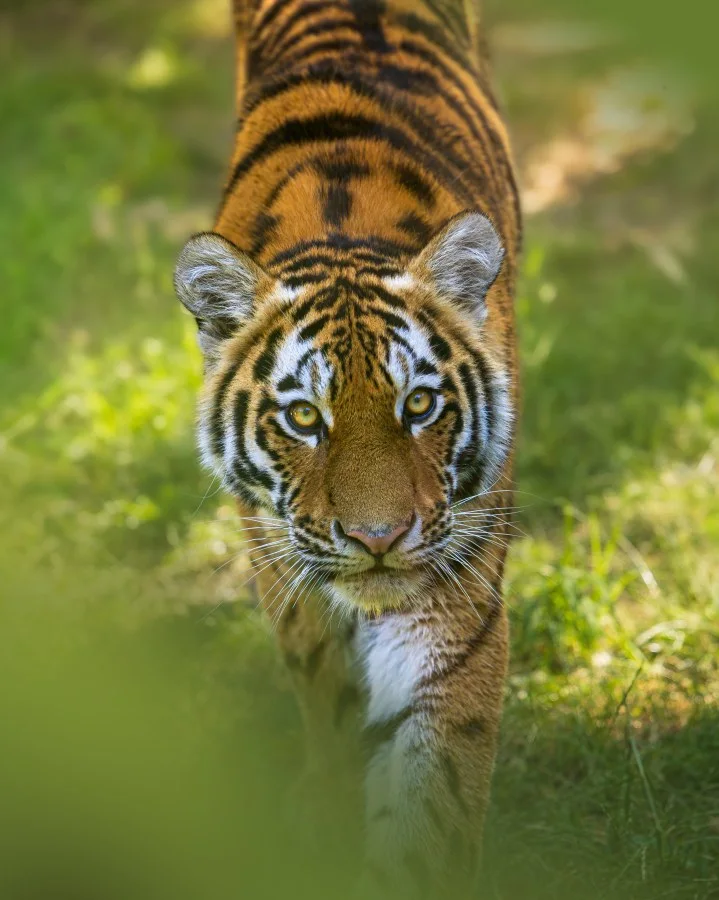 De blik van een jager - Er zijn van die momenten waarop een foto direct spanning uitstraalt. Niet door actie of snelheid, maar door één krachtige blik. Terwijl deze tijger ru... - Animals - Ouwehands Dierenpark - Rhenen...