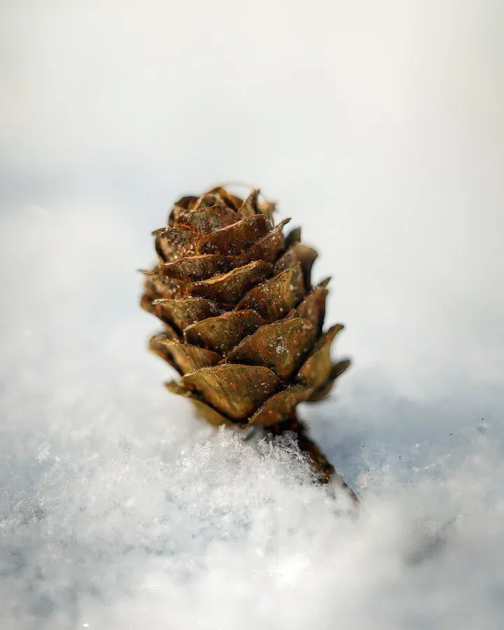 Pine cone in the snow - Pine cone partially covered in fresh snow. - Nature, Macro - Valthe