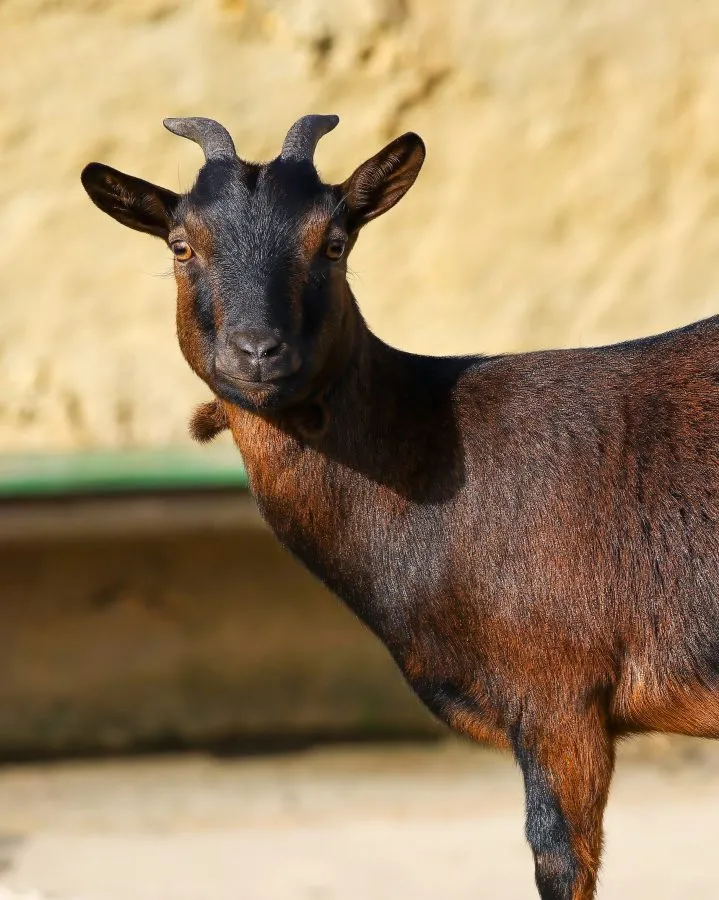 Zwergziege - Neugierig auf die Welt 🌿 Die Zwergziege blickt auf, die Ohren gespitzt, bereit für das nächste Abenteuer. Klein gewachsen, aber voller Persönlichkeit... - Animals - Emmen, Wildlands Emmen