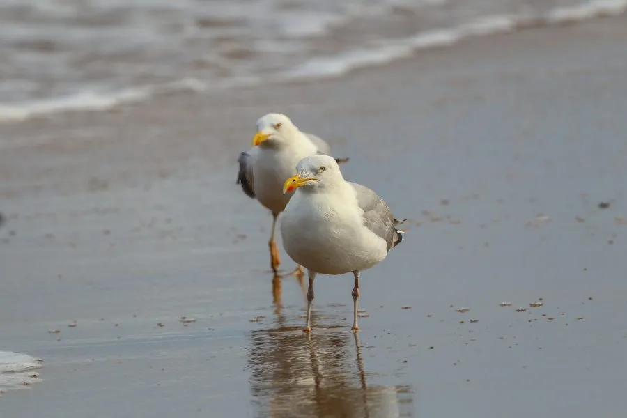 Mittelmeermöwen am Strand - Ruhe zwischen Sand und Meer 🌤️ Die Mittelmeermöwen stehen im warmen Sand, der Wind hebt sanft ihr Gefieder. Das Meer rauscht in der Nähe, das Licht sp... - Animals - Wassenaar