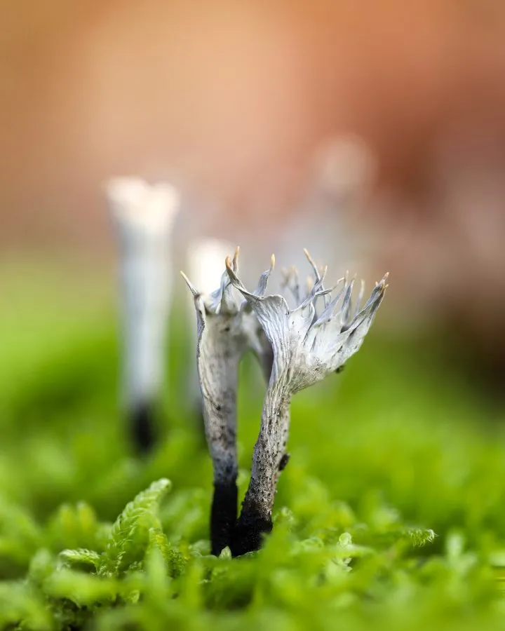 Geweihförmige Holzkeule - Kleine Zweige aus Licht 🤍 Die Geweihförmige Holzkeule wächst aus totem Holz wie winzige Geweihe, die das Licht einfangen. Im frühen Morgenlicht glänze... - Macro - Noordbargerbos, Emmen