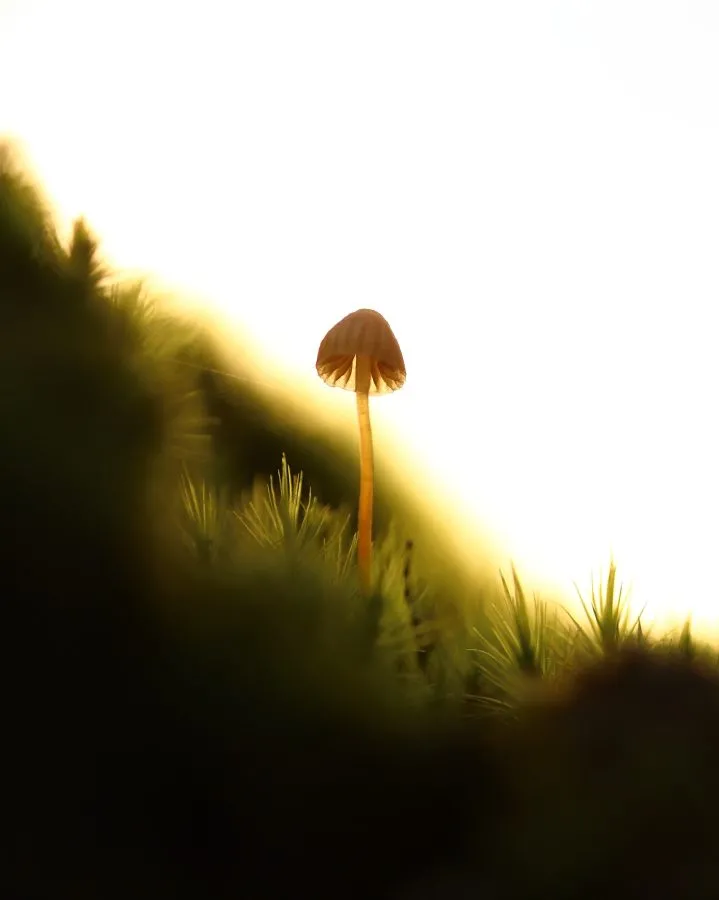 Grasklebriger Mycena - So zart, dass man sie leicht übersehen könnte 🍂 Die Grasklebriger Mycena wächst zwischen den Halmen, ihr dünner Stiel fängt das Licht ein wie ein Fade... - Macro - Noordbargerbos, Emmen
