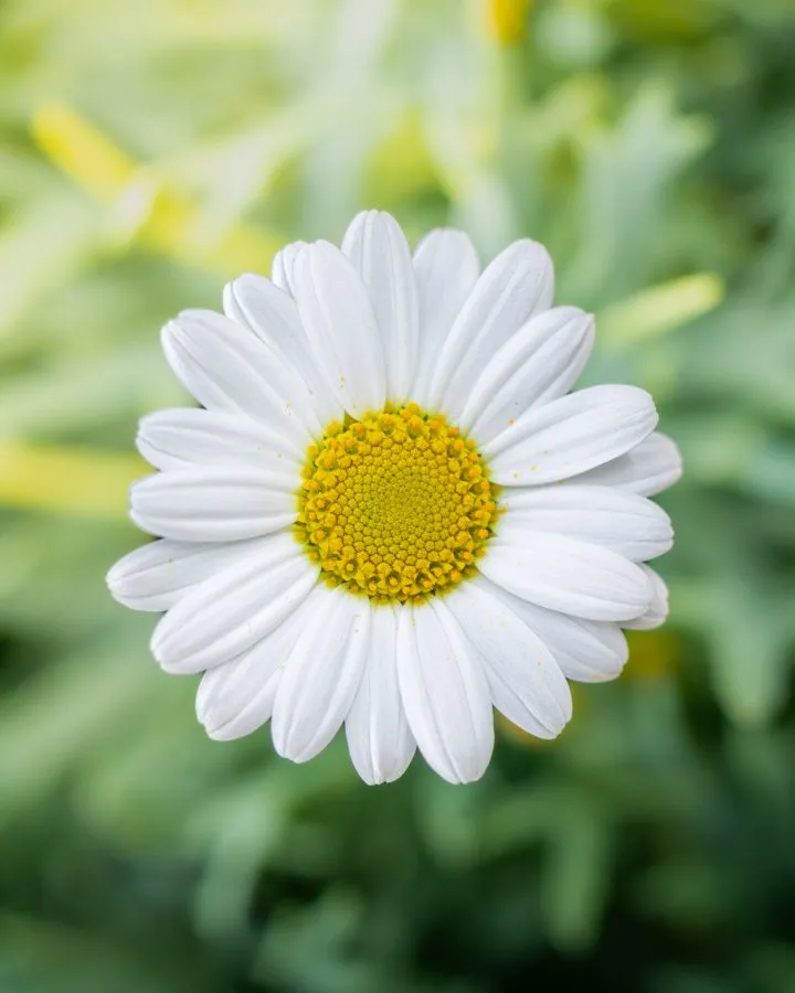 Grote Madelief - Kijk deze bloem nou eens: perfect rond, frisse kleuren, en toch zó gewoon. En dat maakt ’m juist zo leuk. Oh, en madeliefjes zijn eetbaar — maar ik ho... - Macro - Emmen, Emmermeer