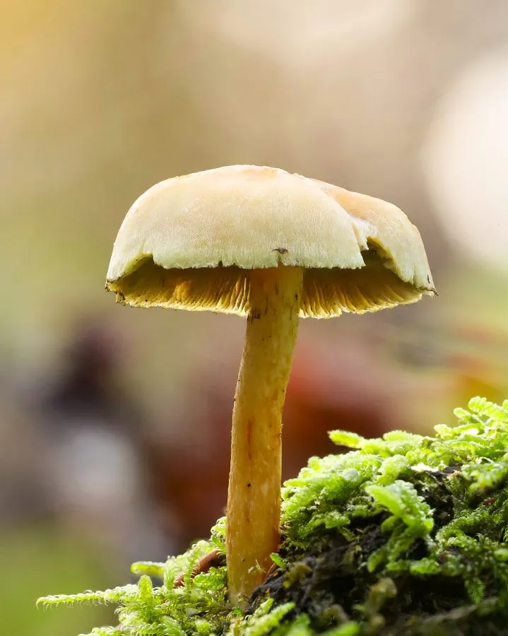 Hirschpilz - Still und bescheiden, doch voller Charakter 🍂 Der Rehbraune Dachpilz steht stolz zwischen den Blättern, mit einem Hut so weich wie Samt. Im Morgenlich... - Nature - Noordbargerbos, Emmen