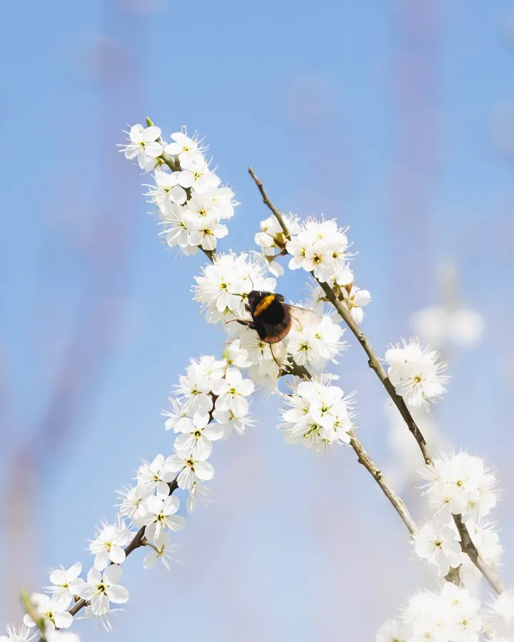 Hummel auf weißer Blüte - Weiße Blüten & eine hungrige Hummel. Diese Hummel sammelt Nektar von der Schlehe (Prunus spinosa), einem der ersten Sträucher, die im Frühling blühen.... - Macro - Emmen, Emmermeer