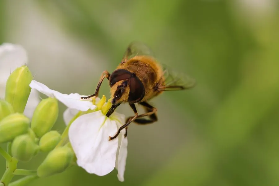 Honigbiene auf Blüte - Wo Licht und Leben sich begegnen 🌞 Die Honigbiene bewegt sich sanft zwischen den Blütenblättern, ihr goldener Körper mit Pollen bedeckt. Im warmen Son... - Macro - Emmen, Emmermeer