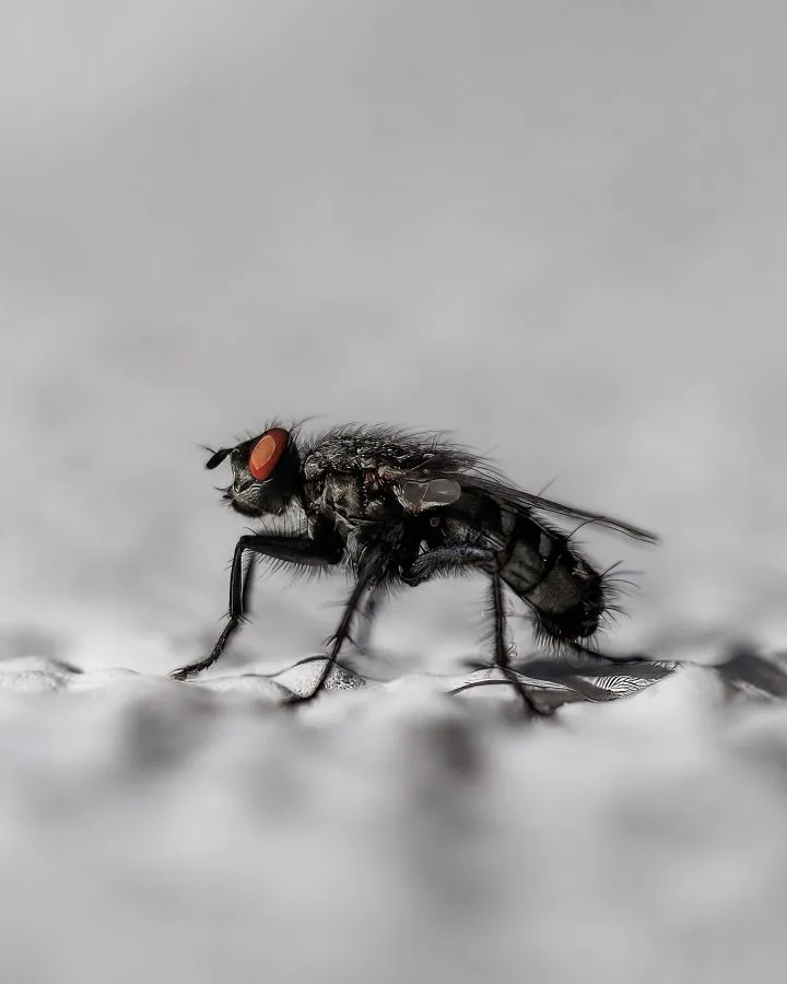 Stubenfliege - Diese Fliege saß gerade lange genug still für eine Nahaufnahme 🪰. Vielleicht nicht das schönste Insekt, aber die Details sind wirklich faszinierend. D... - Macro - Emmen, Emmermeer