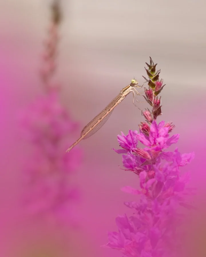 Juffertje - Verscholen in het roze 💗 Tussen de bloemen zat dit tere juffertje doodstil. Alsof het helemaal opging in het zachte kleurenspel om zich heen. Soms is... - Nature, Animals, Macro - Emmen, Emmermeer