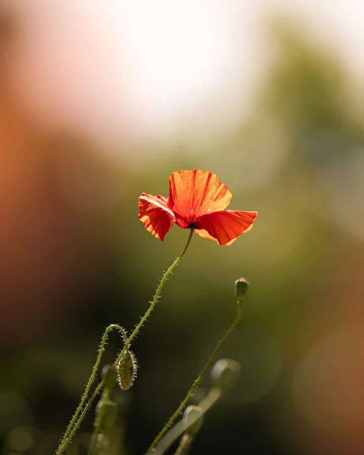 Mohnblume - Eine Mohnblume. Ein Sonnenstrahl. Und genau der richtige Moment ☀️ Manchmal ist es so einfach – und genau das macht es magisch. ✨ 🔹 Wissenswert: Der K... - Nature, Macro - Emmen, Emmermeer
