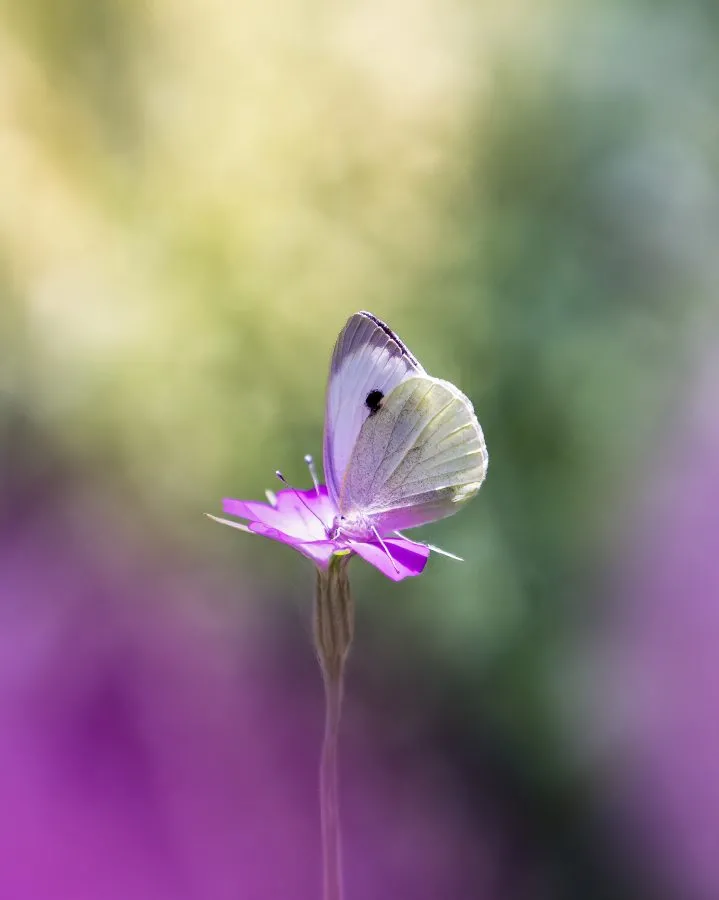 Klein koolwitje - Zwevend op een paarse wolk 💜🦋 Wat een geluksmomentje als een witje precies landt op zo’n dromerig bloemetje. Het lijkt wel een klein schilderijtje van... - Animals, Macro - Emmen, Emmermeer