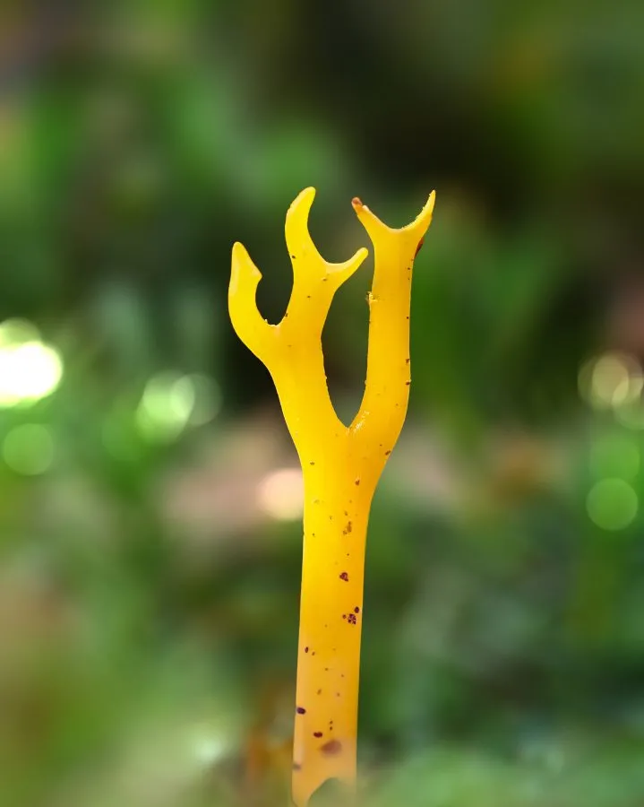 Korallenpilz - Wie ein Stück Meer, das sich im Wald verirrt hat 🌿 Der Korallenpilz wächst zwischen Blättern und Moos, mit Formen, die an das Leben unter Wasser erinn... - Macro - Nationaal Park Dwingelderveld