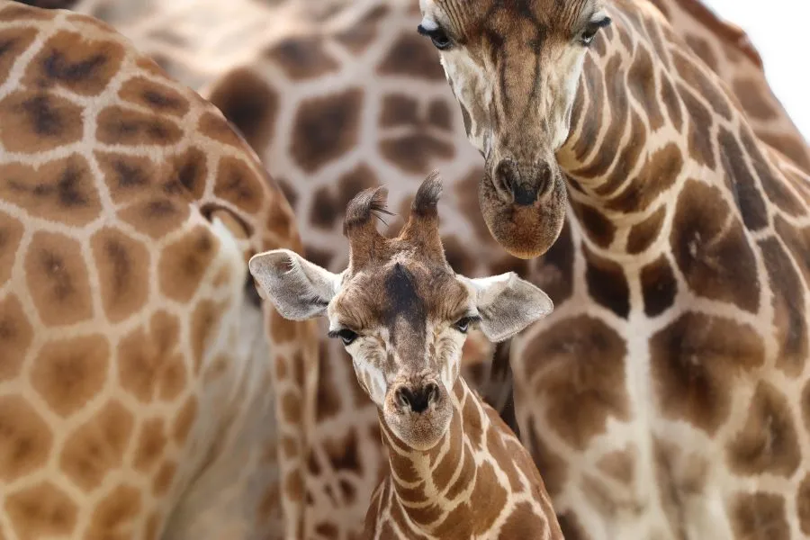 Nördliche Giraffe - Anmut zwischen Himmel und Erde 🌅 🦒 Die Nördliche Giraffe bewegt sich wie ein Schatten der Savanne, ihr langer Hals strebt dem Licht entgegen. Jeder Sc... - Animals - Emmen, Wildlands Emmen