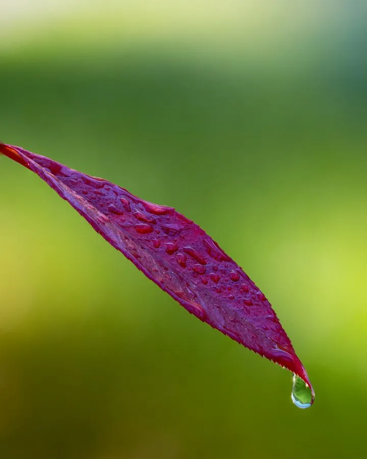 Red leaf - Just one leaf, one drop, and a moment of stillness ✨. The colors were so rich after the rain. I love how nature makes something small feel so complete... - Macro - Emmen, Emmermeer