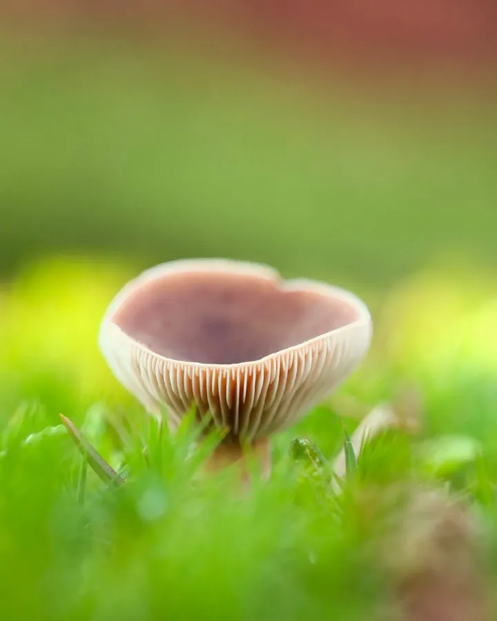 Roze Melkzwam - Zacht licht tussen het blad 🌿 Tussen herfstbladeren verschijnt de roze melkzwam, haar hoed glanzend als fluweel in het zonlicht. Een vleugje kleur in... - Macro - Nationaal Park Dwingelderveld