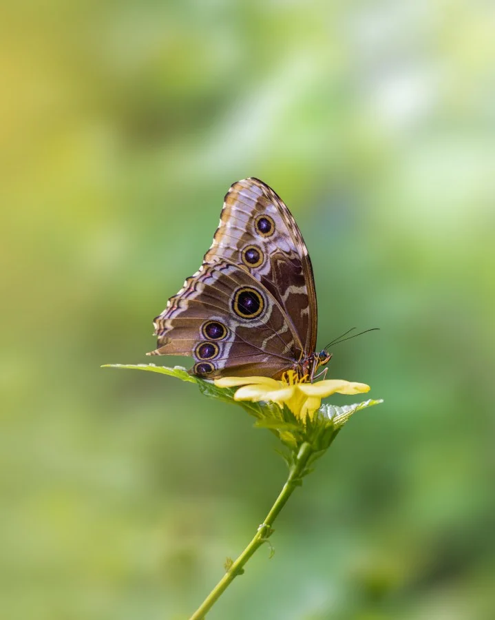 Rust in kleur - Deze prachtige uilvlinder 🦋 neemt even rustig plaats op een felgele bloem 🌼 terwijl de zachte groene achtergrond voor een bijna dromerige sfeer zorgt... - Nature, Animals, Macro - Emmen, Wildlands Emmen