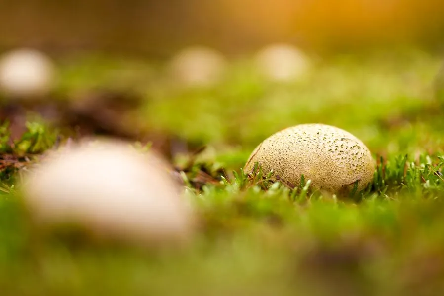 Stäublinge - Ein kleines Wunder der Natur – der Stäubling. Auf den ersten Blick unscheinbar, doch sobald man ihn berührt, offenbart er sein Geheimnis: eine kleine... - Nature, Macro - Emmen, Valtherbos Emmen