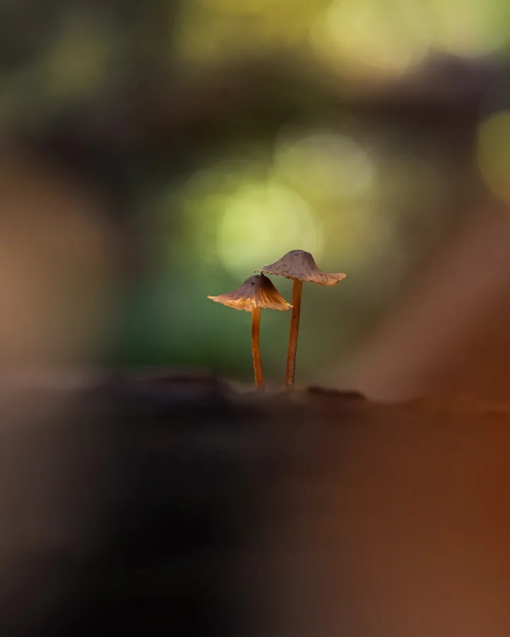 Twee Mycena’s - Samen even boven het bos uit 🍄 Twee fragiele steeltjes, gevangen in zacht licht en stilte. 🔹 Weetje: Mycena’s groeien vaak in kleine groepjes omdat ze... - Nature, Macro - Exloo