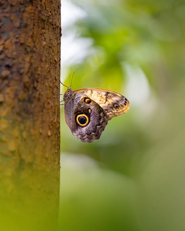 Uilvlinder - Deze bijzondere vlinder 🦋 hangt rustig tegen de boom en laat zijn prachtige vleugels zien 🌿. De opvallende oogvlekken lijken bijna echte ogen 👀 en gev... - Animals, Macro - Emmen, Wildlands Emmen