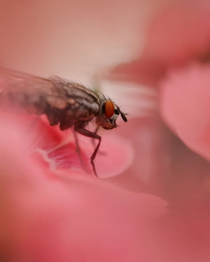 Vlieg - Niet ieders favoriet, maar kijk eens naar die details! De ogen, die haartjes, het contrast met het zachte roze 🌸 Macro maakt zelfs een vliegje interes... - Nature, Animals, Macro - Emmen, Emmermeer