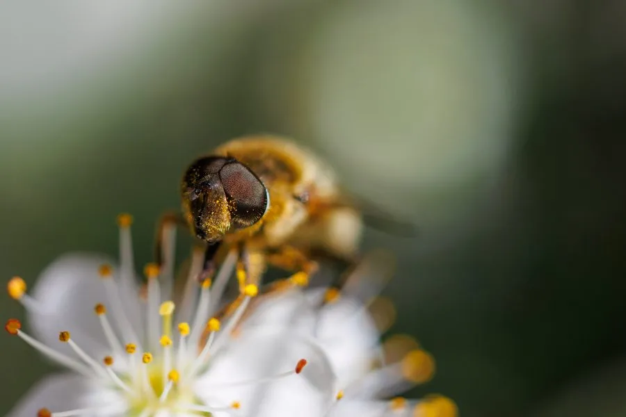 Schwebfliege auf Blüte - Man übersieht sie leicht, aber im Frühling sind sie überall ✨. Diese Schwebfliege hielt nur einen Moment inne, bevor sie wieder davonflog. So klein –... - Macro - Orvelte