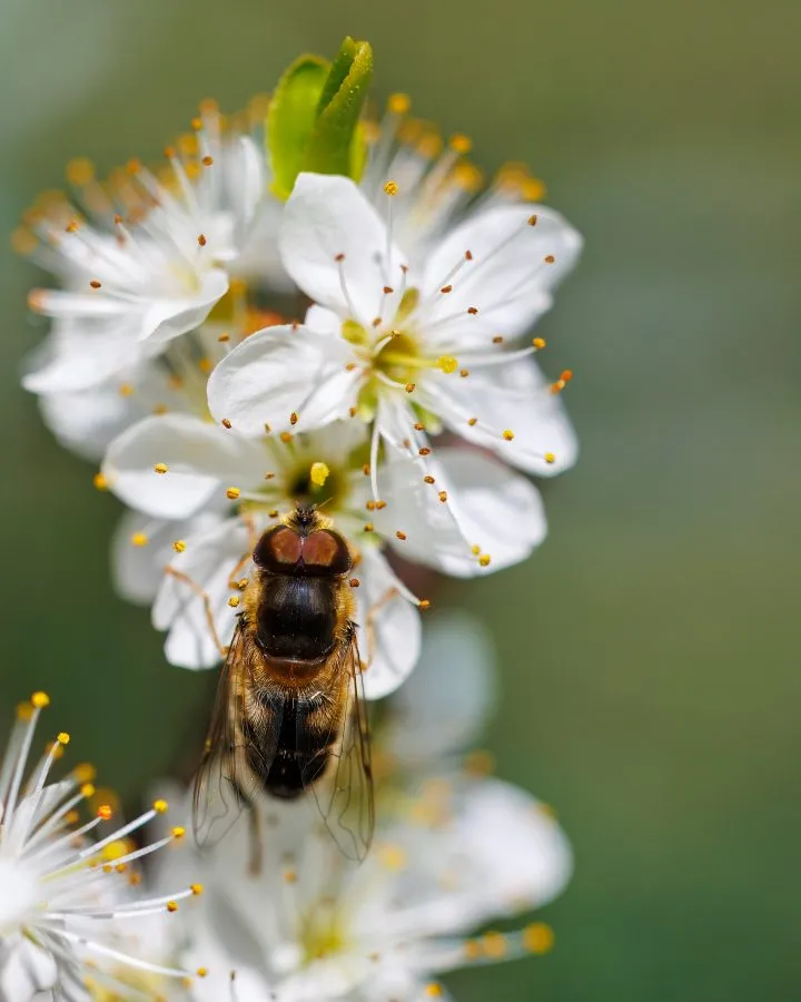 Schwebfliege auf Blüte - So eine winzige Schwebfliege, die einfach auf den Blüten sitzt 🌸. Der Frühling steckt wirklich voller kleiner Überraschungen wie dieser! Es macht imme... - Macro - Orvelte