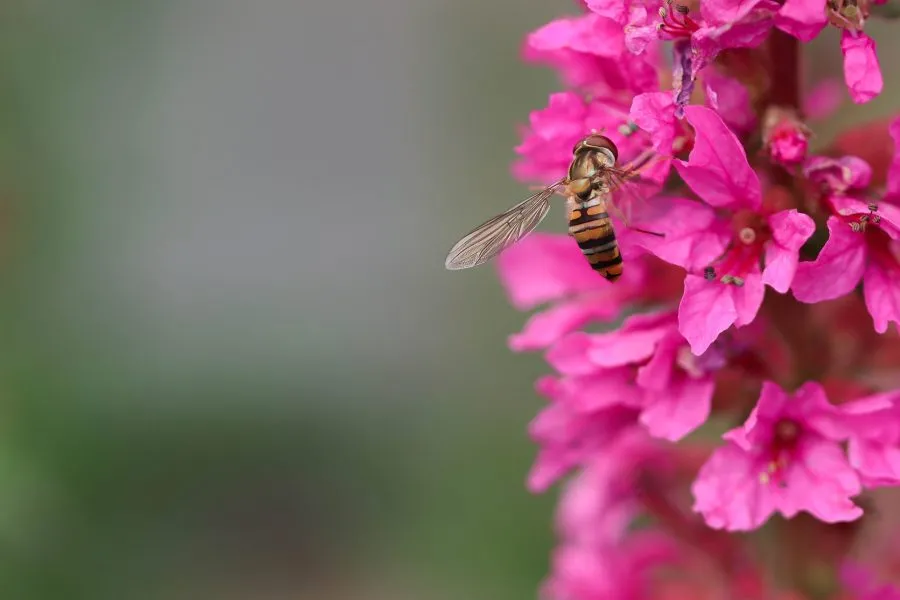 Schwebfliege auf rosa Blüte - Leicht wie ein Gedanke 🌸 Die Schwebfliege ruht kurz auf einer rosa Blüte, ihre Flügel glänzen im Sonnenlicht wie Glas. In diesem stillen Moment schein... - Macro - Emmen, Emmermeer