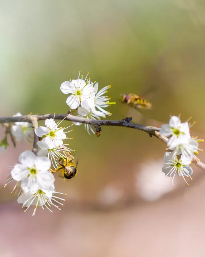 Schwebfliegen auf weißer Blüte - Zarte rosa Blüten öffnen sich in der Frühlingssonne. - Macro - Emmen, Emmermeer